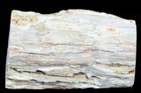 Polished Petrified Wood Limb - Madagascar #54614-1